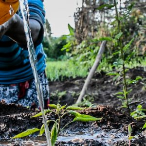 2021 ACToday Highlight: Helping Provide Insurance to a Million Smallholder Farmers