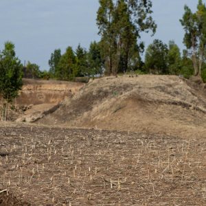In New Project, Millions of Farmers Will Help to Improve Insurance Against Climate Disasters