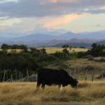 VIDEO: Designing Insurance with Dominican Dairy Producers