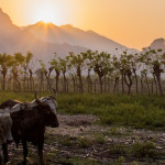 VIDEO: What tools do Honduran farmers want for climate risk?